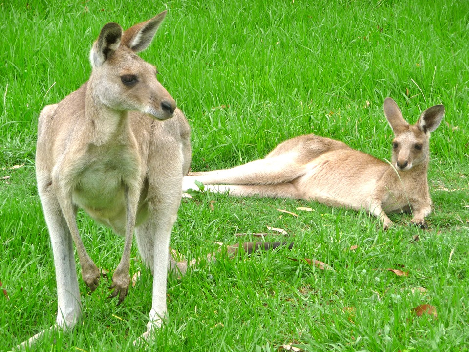 kangaroos-340289_960_720