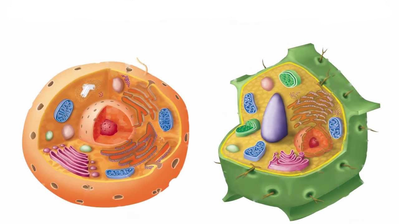 dva tipa ćelija