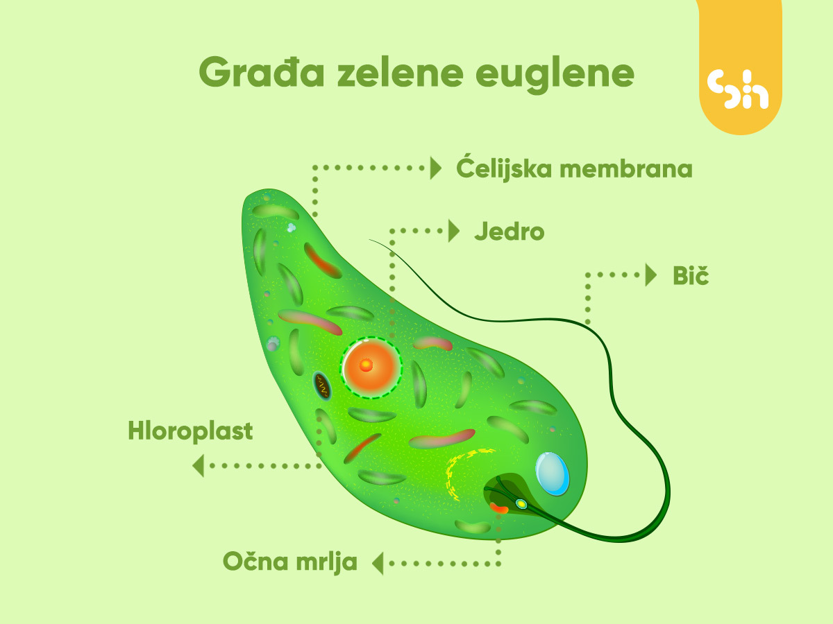 zelena euglena