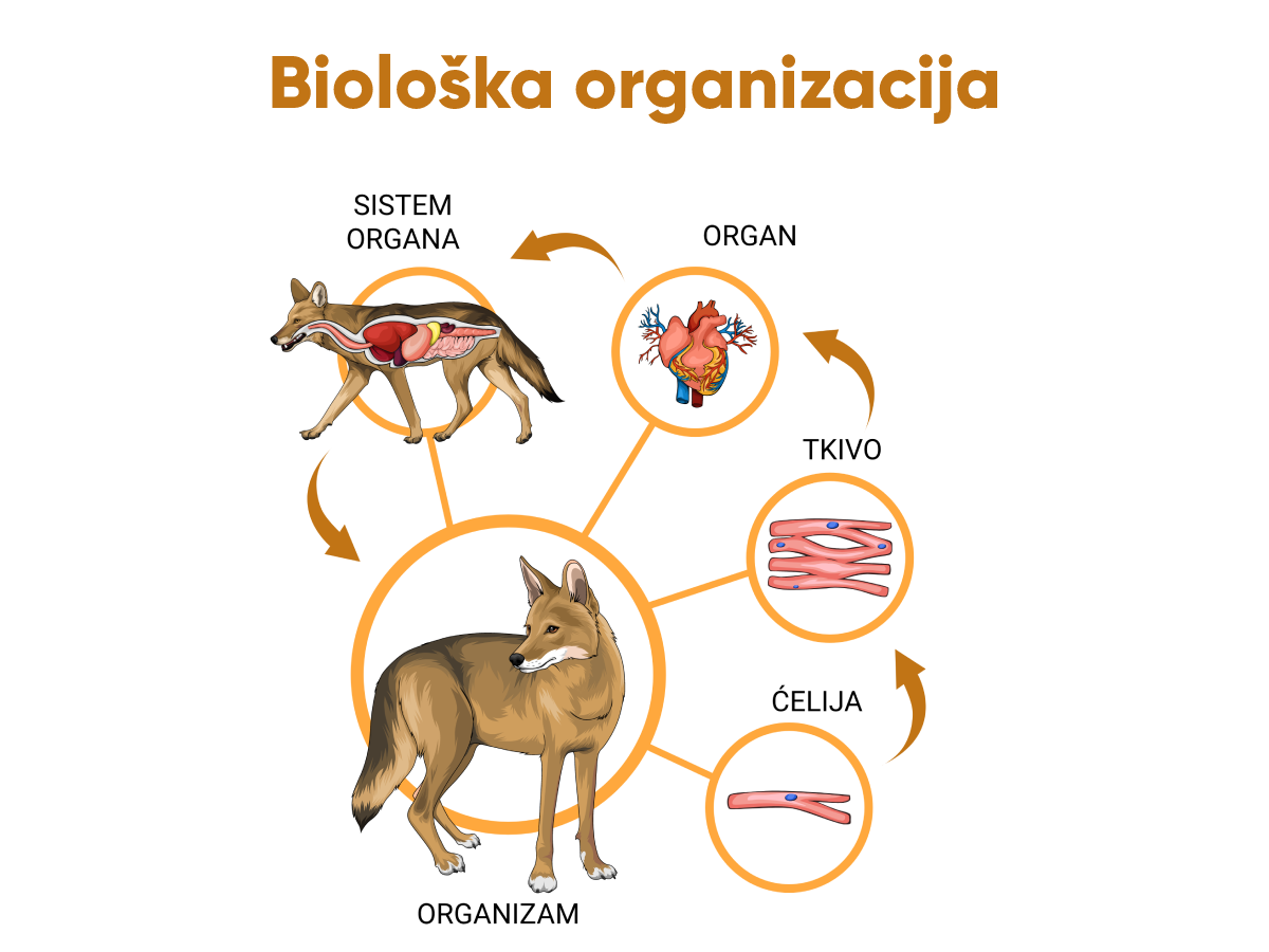 Biološka organizacija