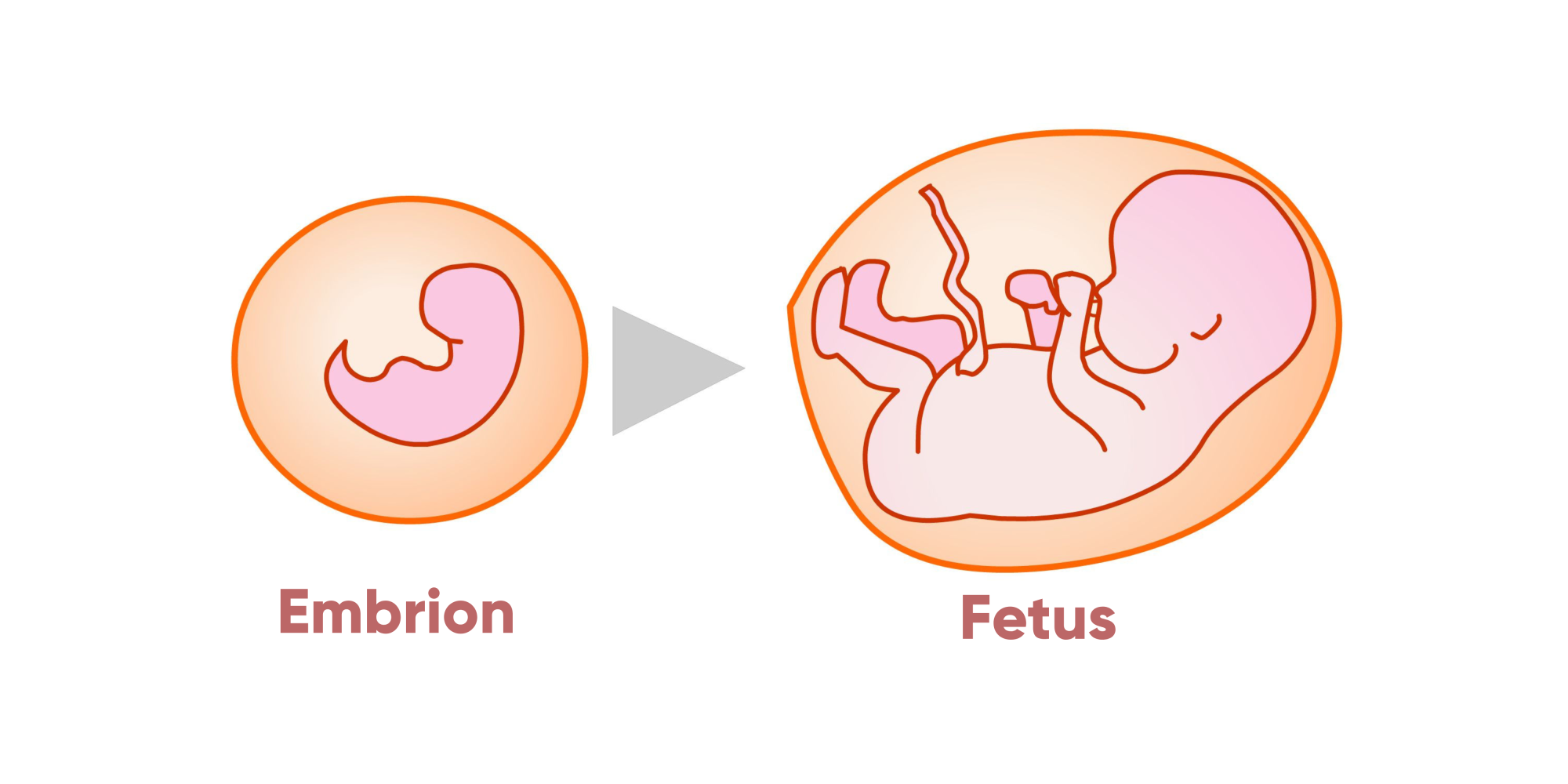 Embrion fetus