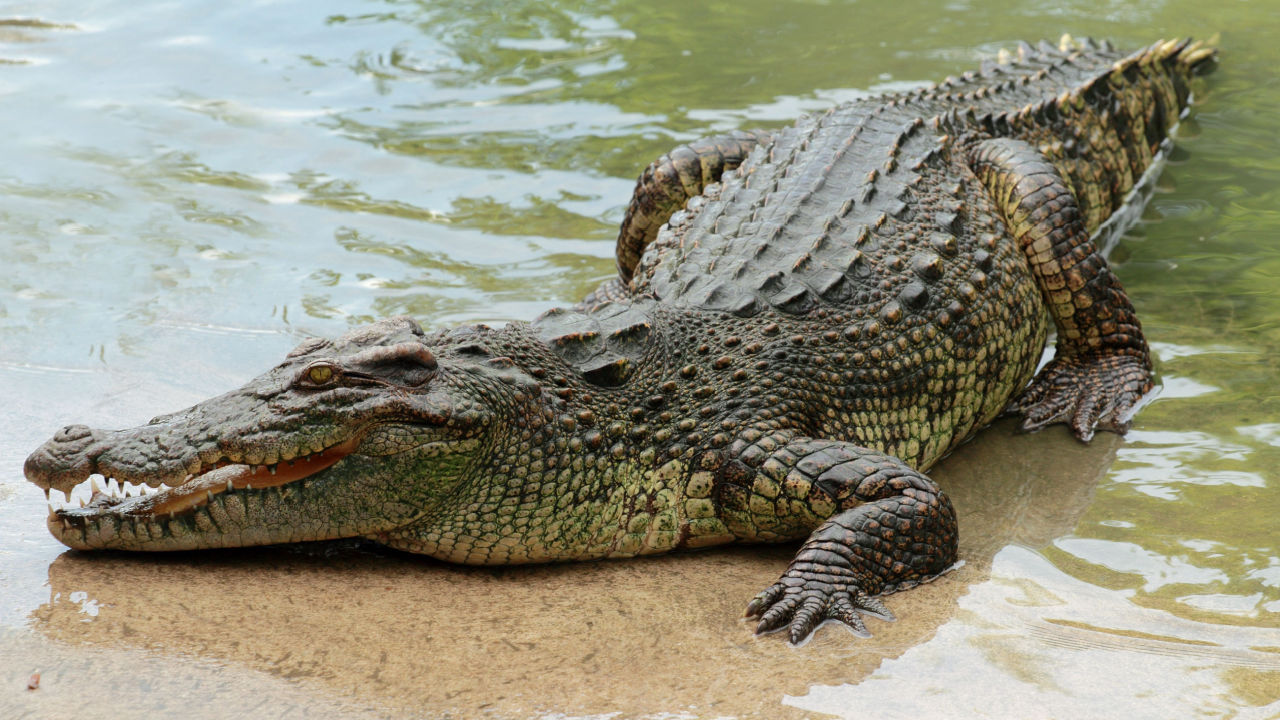 <p style="text-align: left;"><strong>Krokodili</strong>&nbsp;koriste kiseonik iz&nbsp;vazduha, hranu nalaze u&nbsp;vodi, a jaja polažu na&nbsp;kopnu.&nbsp;Suprotno od žaba.</p>