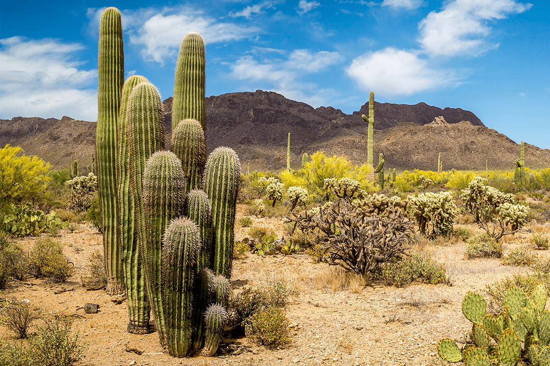 <p><span style="color: #d1d5db;">Kaktusi rastu u pustinji. Njihov telesni pokrivač ima i izrasline u obliku bodlji koje sprečavaju životinje da se hrane njima.</span></p>