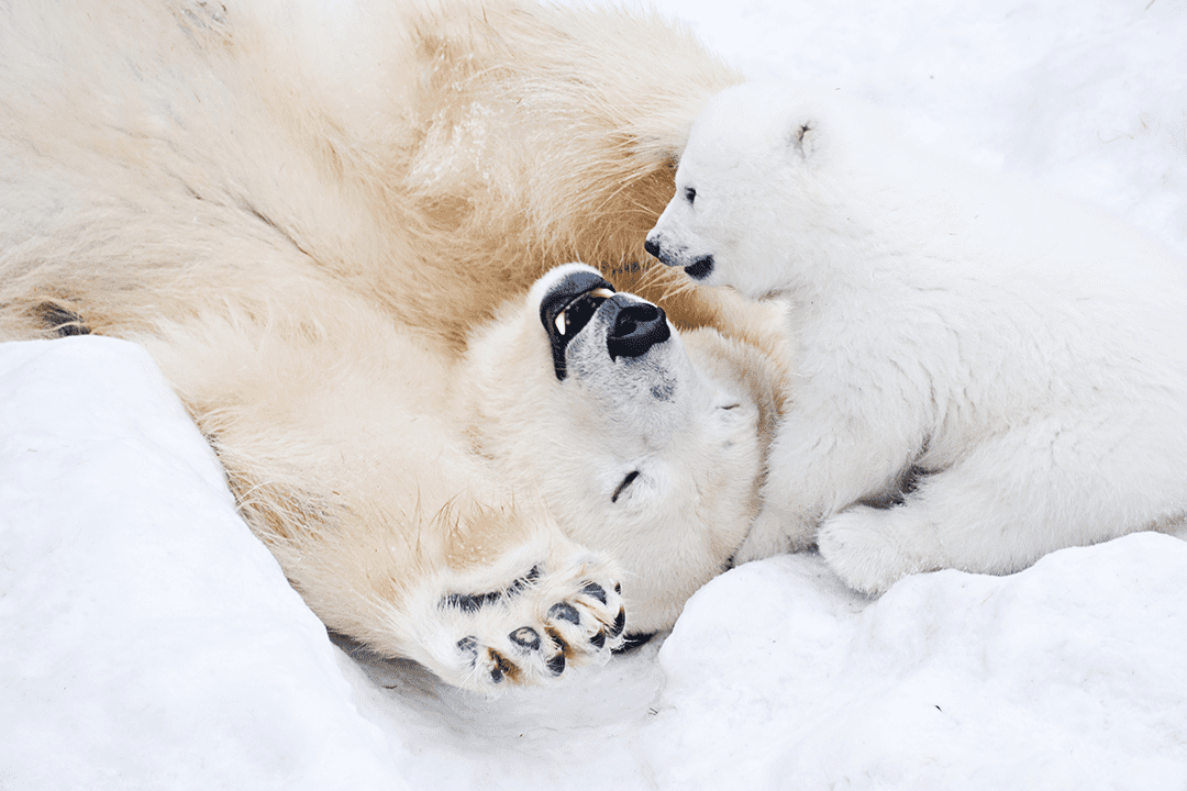 <p style="text-align: left;"><span style="color: #d1d5db;">Polarni medvedi nastanjuju vrlo hladne oblasti, zbog čega imaju gust sloj krzna koji prekriva njihovu kožu.</span></p>