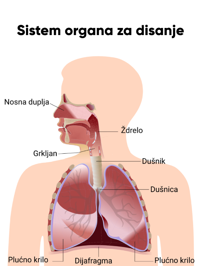 sistem organa za disanje