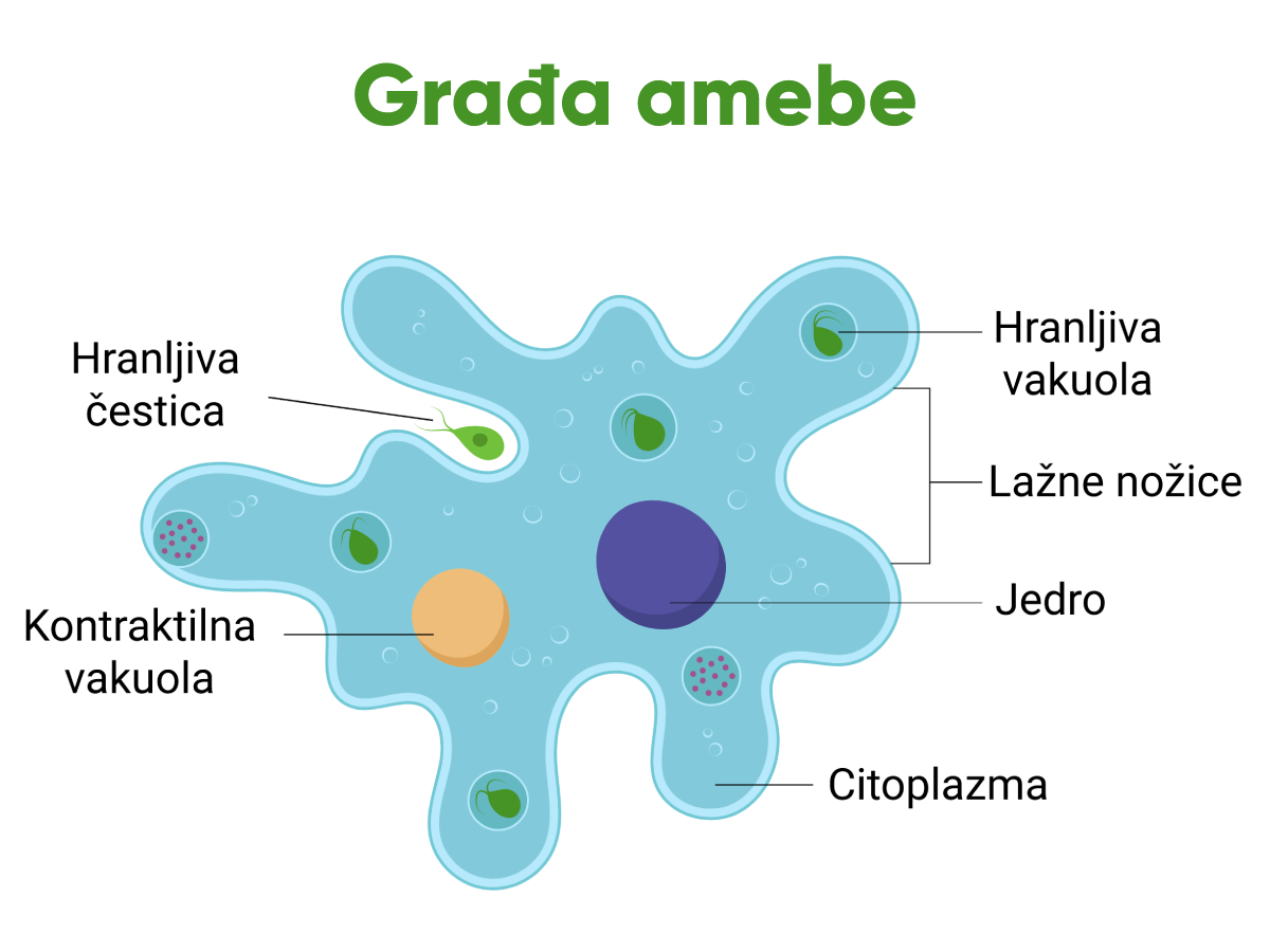 Građa amebe