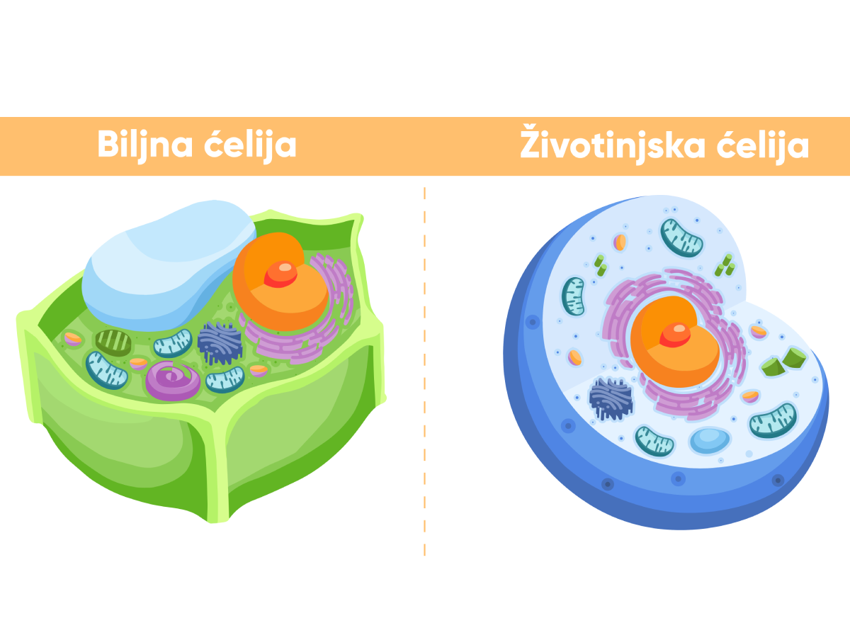 biljna i životinjska ćelija