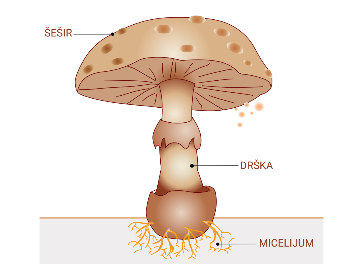 građa gljive