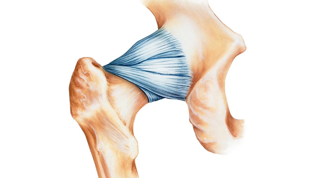 <p style="text-align: center;"><strong>Ligament</strong></p>