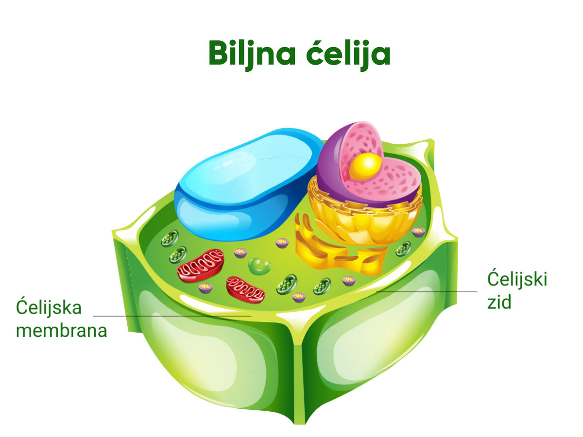 biljna ćelija