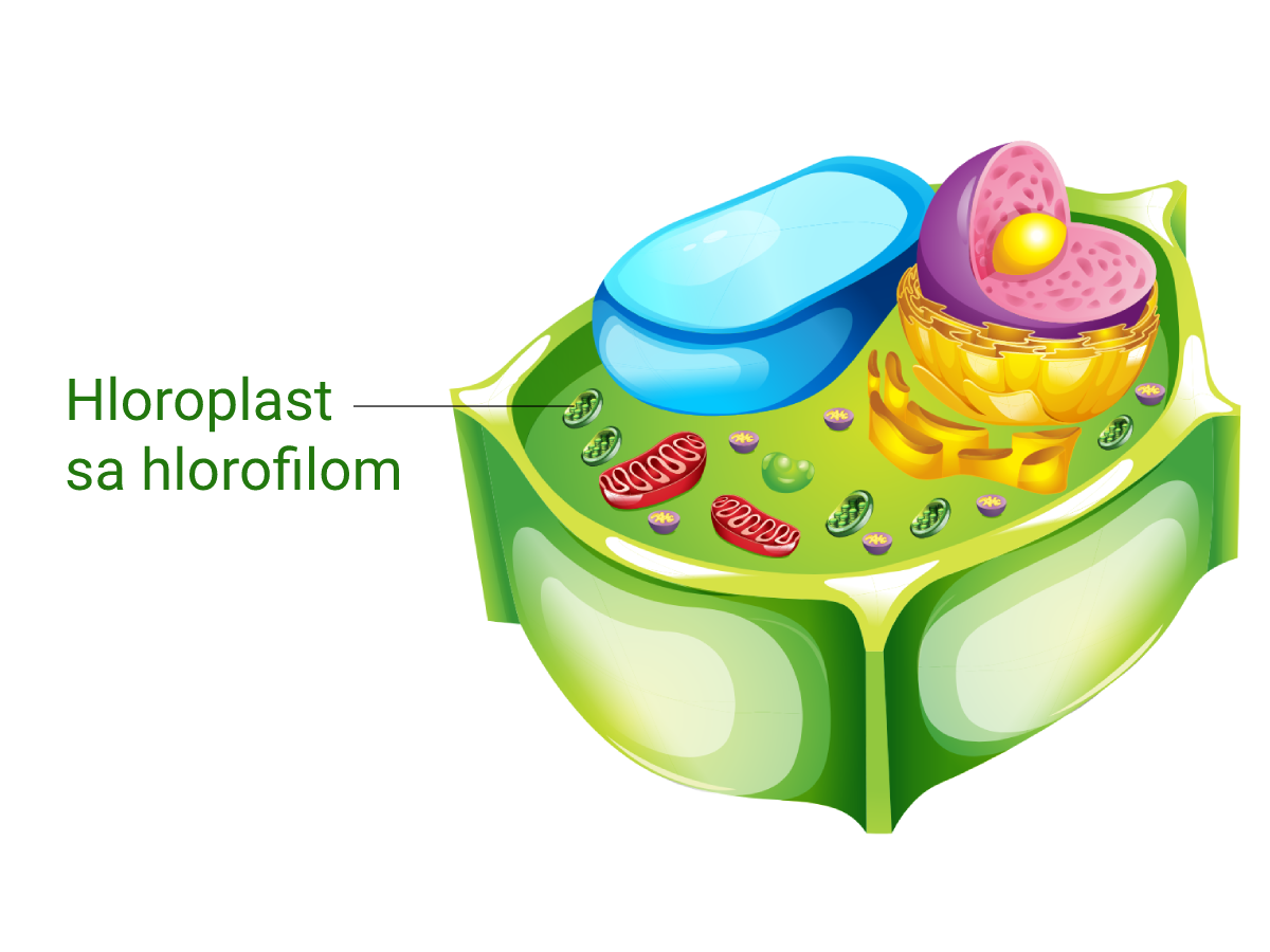 Hloroplast sa hlorofilom