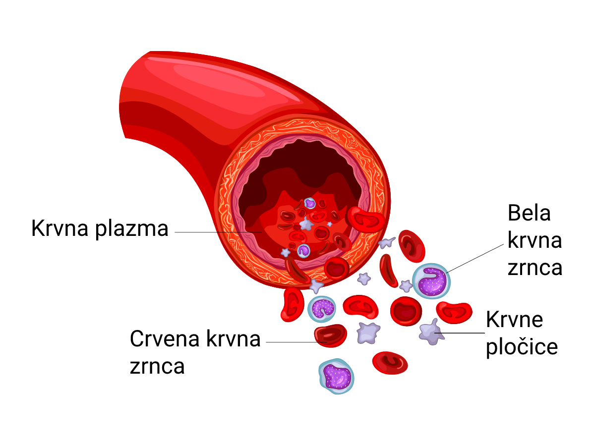 Krv struktura