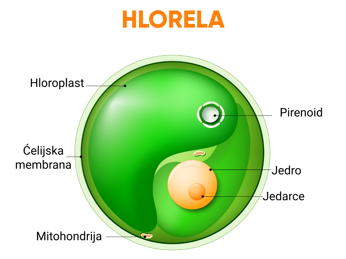 Hlorela
