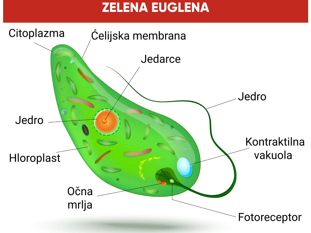 zelena euglena