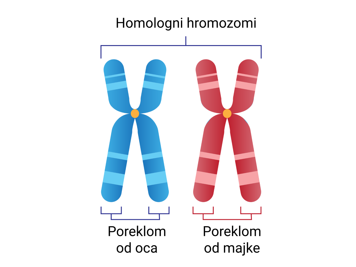Homologni hromozomi
