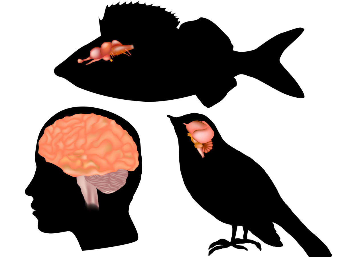 evolucija mozga