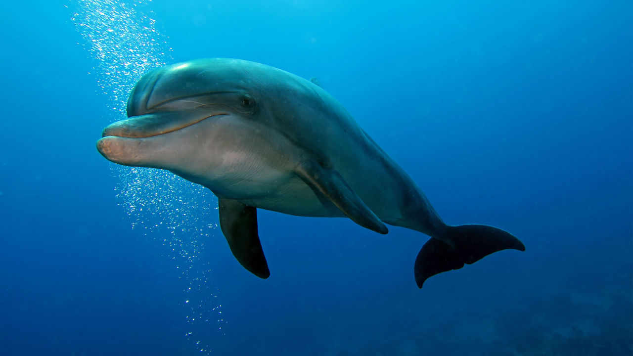<p style="text-align: left;"><span style="color: #ffffff;">Ribe plivaju uz pomoć peraja. Za razliku od njih, vodeni sisari poput delfina, imaju izmenjene udove za plivanje.</span></p>