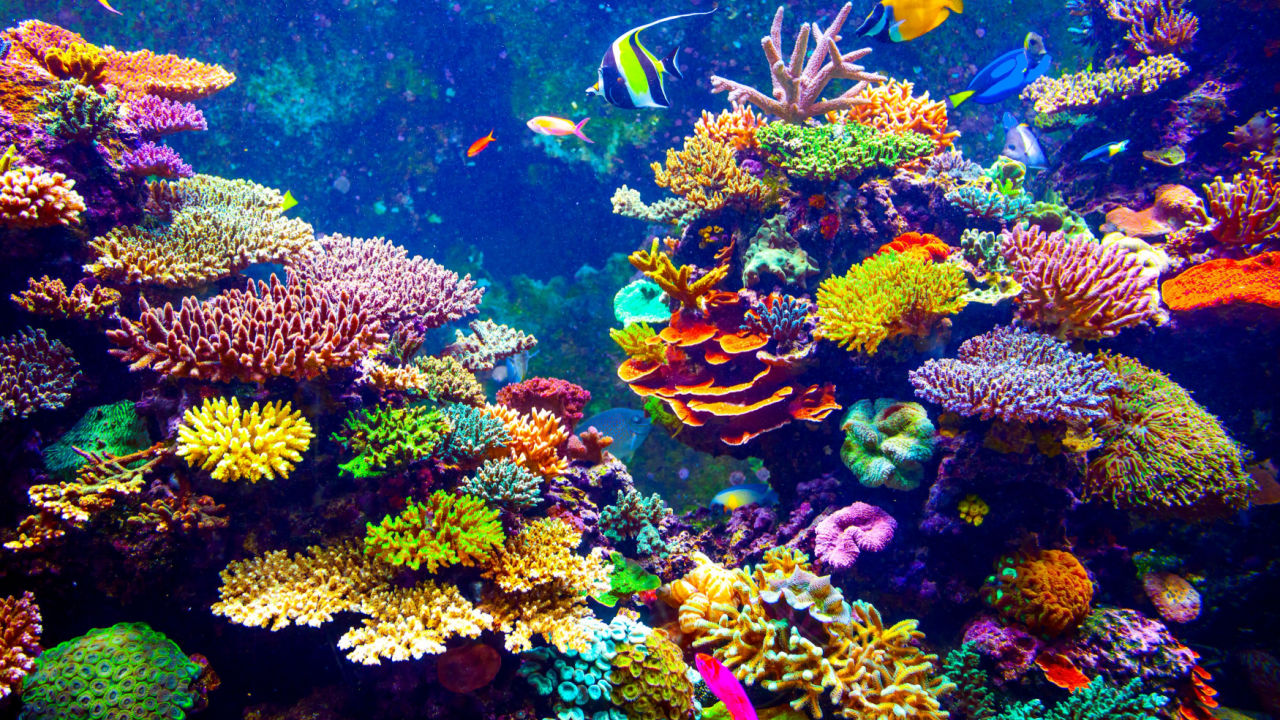 <p style="text-align: left;"><strong>Korali </strong>su jednostavne životinje koje imaju dobro razvijen skelet. Telo pojedinačnih jedinki je slično srodnim meduzama. Jedinke žive zajedno udružene u kolonije. Spolja&scaron;nji skelet korala obrazuje koralne grebene ili ostrva &ndash; atole.</p>