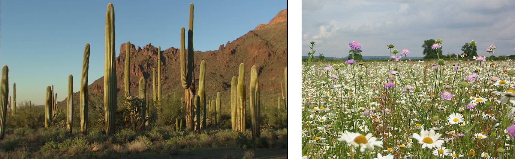 988970567-organ-pipe-cactus-national-monument-saguaro-cactus-desert-plant-semidesert