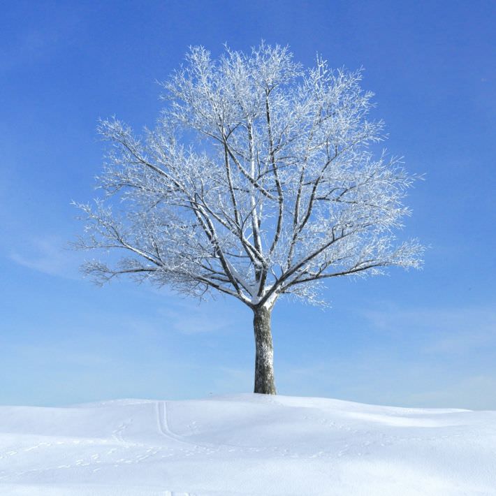 snow-covered-tree-in-winter-3d-model-obj