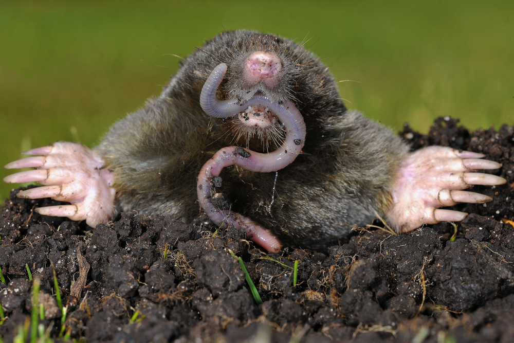 How-to-get-rid-of-moles