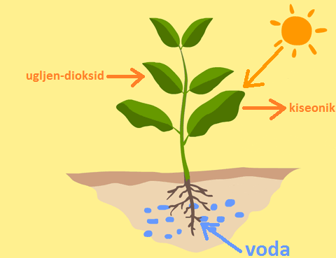 diagram-of-photosynthesis