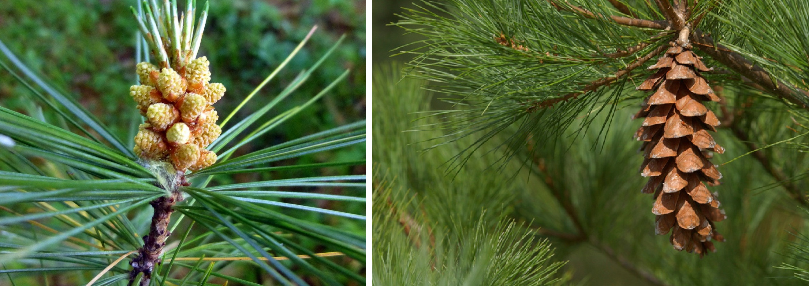 3-white-pine-pollen-bearing-cones