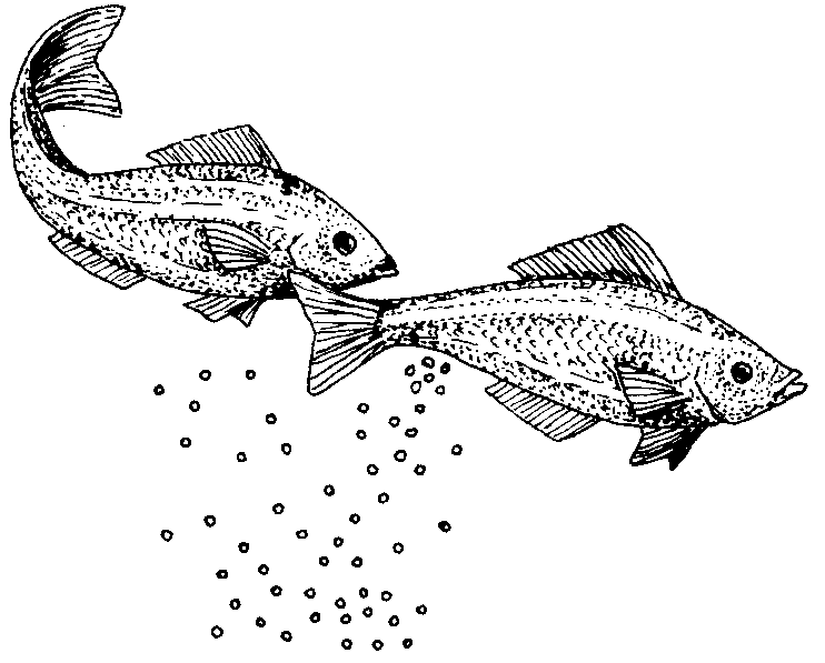 fish+spawning