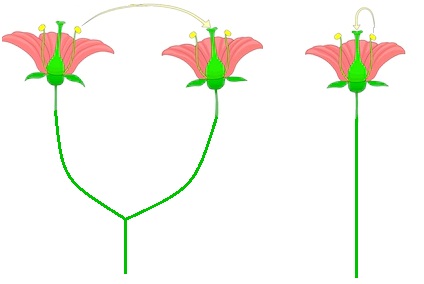 self-pollination1 (2)