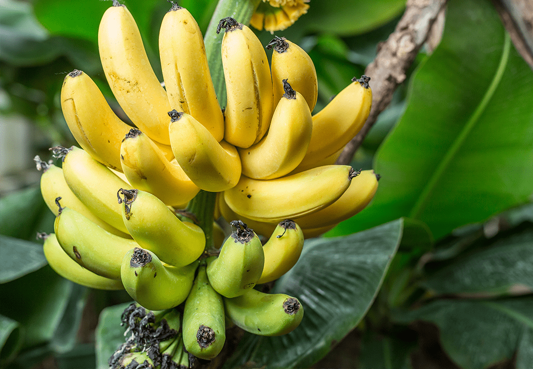 <p style="text-align: left;">Banane su poreklom iz Južne Amerike, posebno iz područja Amazonske nizije. Banana raste i u drugim delovima sveta u kojima su ispunjeni određeni uslovi, poput tropske klime, odgovarajuće vlažnosti i plodnog tla.</p>