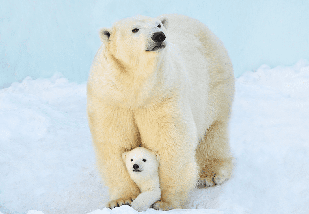 <p style="text-align: left;">Beli medvedi su prilagođeni ekstremnim uslovima Arktika i oslanjaju se na morski led za lov na plen, poput foka. Imaju gustu dlaku koja ih &scaron;titi od hladnoće i omogućava im da plivaju dugim udaljenostima.</p>