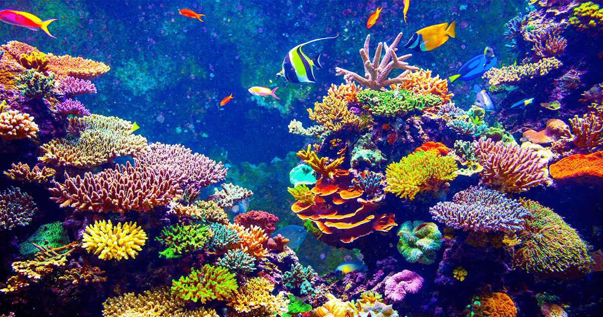 <p style="text-align: left;"><strong>Koralni greben:</strong> morska stani&scaron;ta koja se formiraju od koralnih polipa. Oni zahtevaju toplu vodu, obilje sunčeve svetlosti i plitke, čiste i bogate hranjivim materijama. Koralni grebeni su dom za mnoge raznobojne vrste riba i drugih morskih organizama.</p>