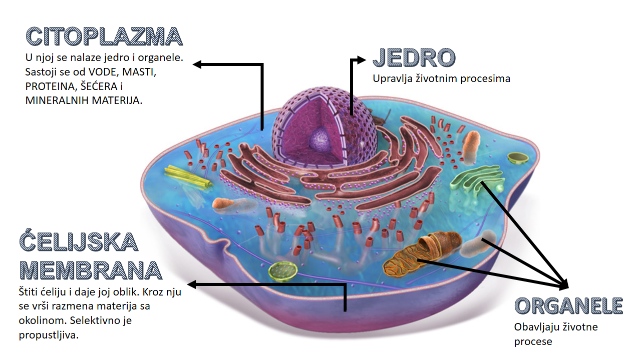 Ćelija | Shtreber