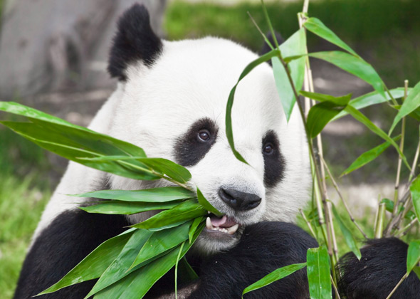 Panda-Eating-Plant