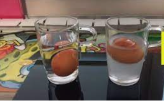 jaje u običnoj i slanoj vodi