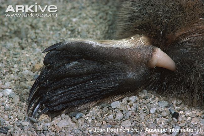 Close-up-of-the-foot-of-a-male-platypus-showing-position-of-venomous-spur