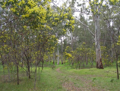 Golden Wattle (Acacia pycnantha) south austr understory euc.for