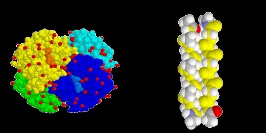 Proteínas (globulares y fibrosas) II