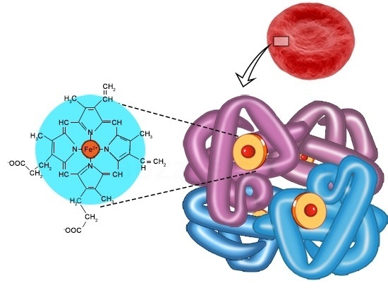 hemoglobin-structure
