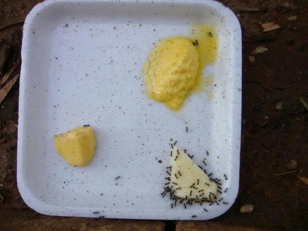 margarin vs. maslac