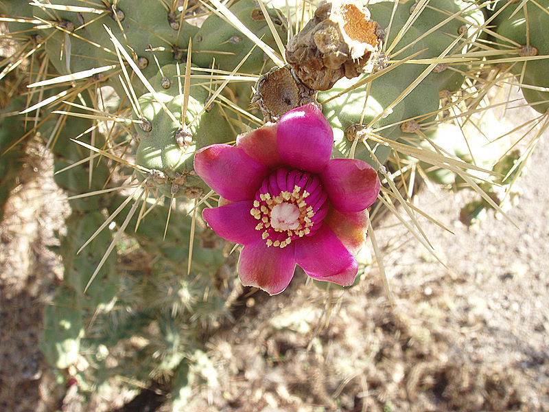 800px-Cylindropuntia20-min