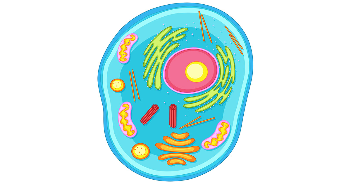 proteini-obnavljaju-celije-uticaj-hranepitanja-za-clanke