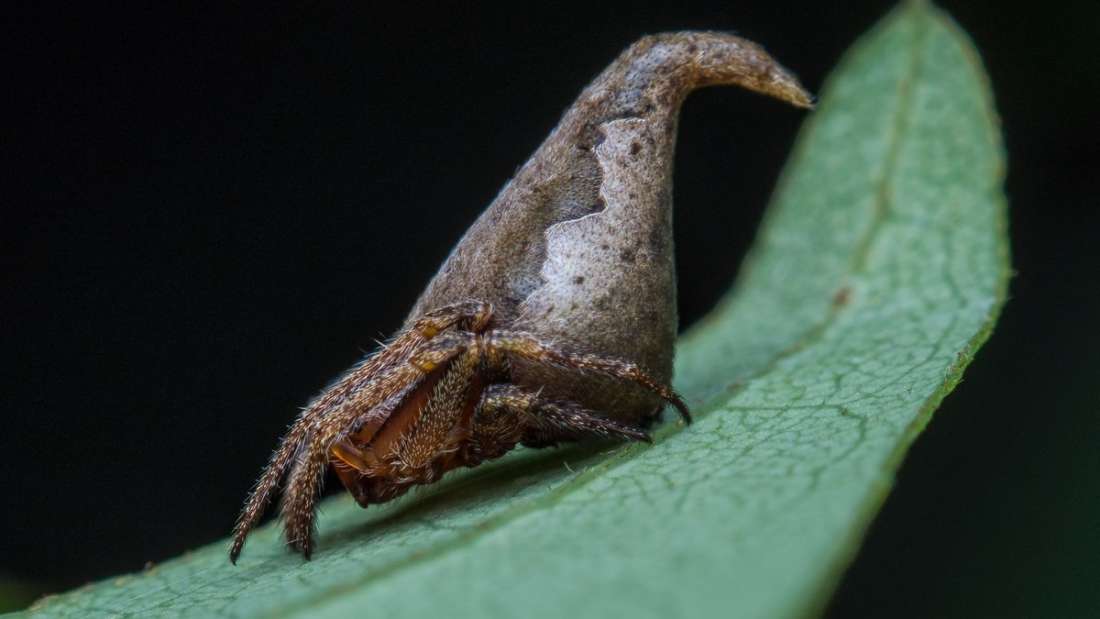 New Spider Species Named After Harry Potter Sorting Hat-min