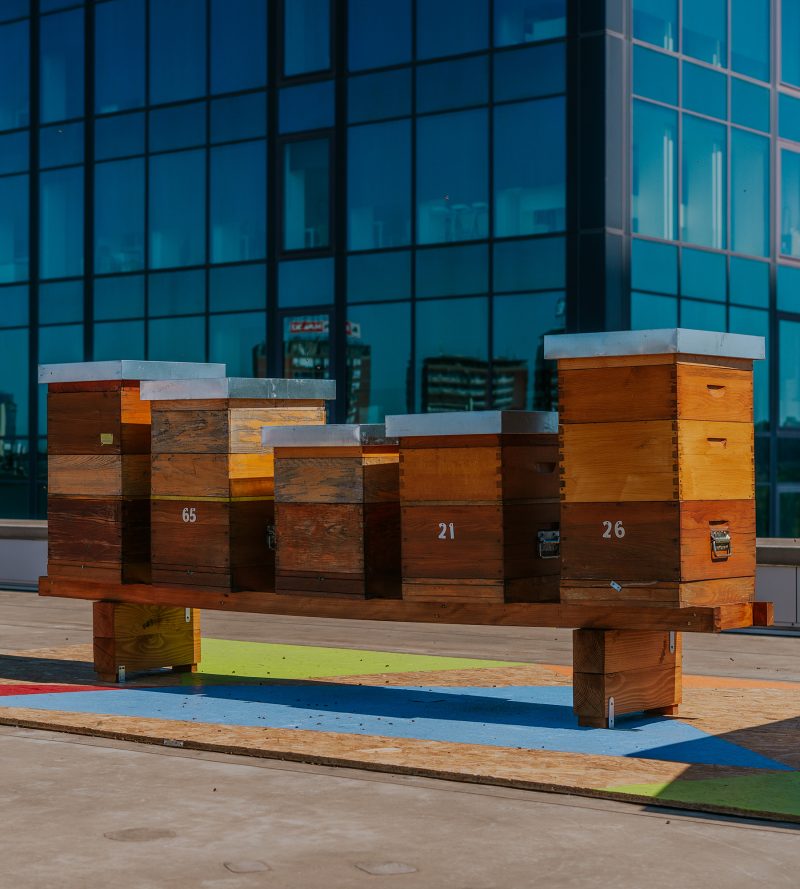 urban-beekeeping-1-2-800x889