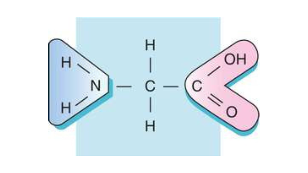 <p style="text-align: left;">Za amino-kiseline uobičajena su trivijalna imena, tako da se ova amino-kiselina naziva <strong>glicin</strong>. Ona je najjednostavnija amino-kiselina.</p>