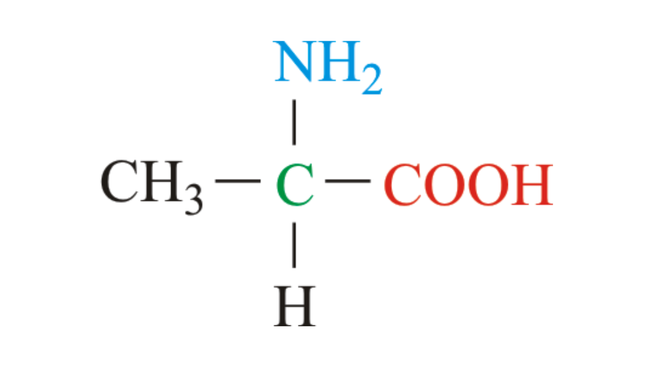 <p style="text-align: left;">Amino-kiselina izvedena iz propanske kiseline je <strong>alanin</strong>.</p>