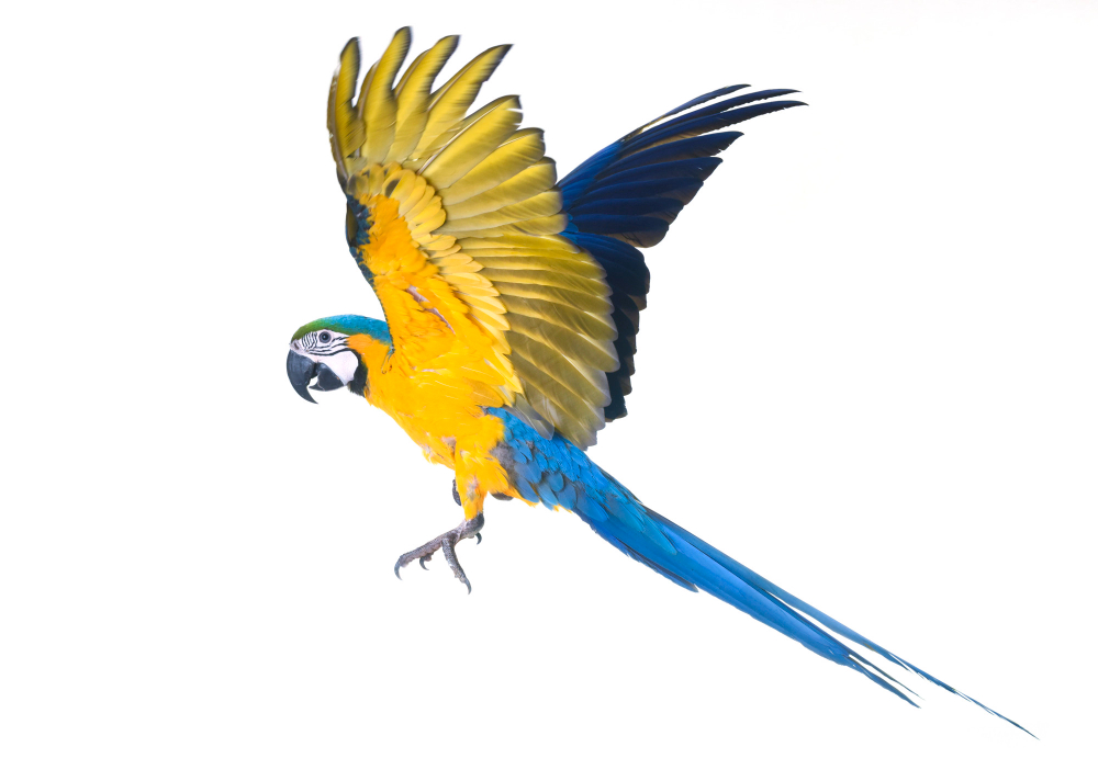 blue-yellow-macaw-studio_1