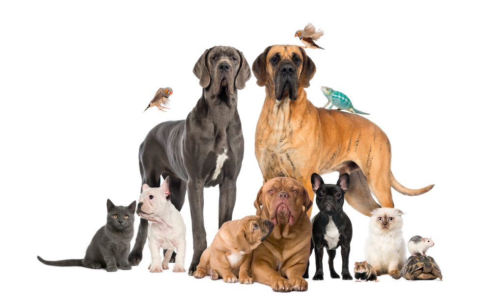 group-pets-dog-cat-bird-reptile-rabbit-isolated-whi_1