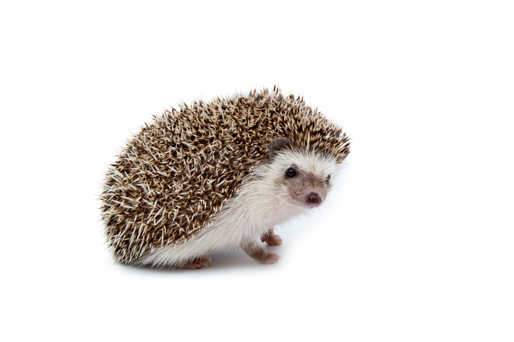 hedgehog-isolated-white-background