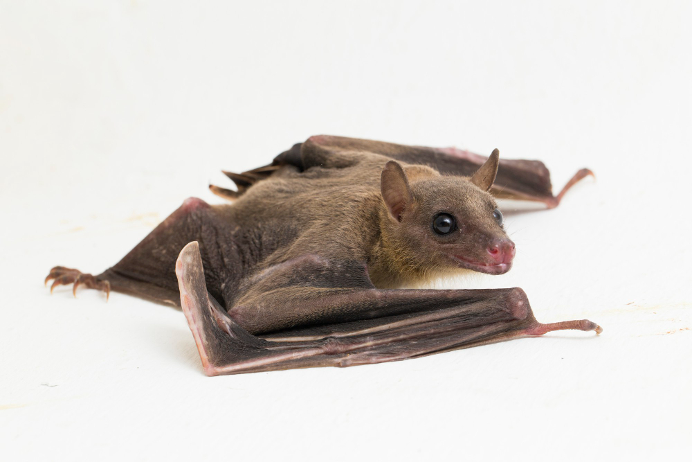 indonesian-shortnosed-fruit-bat-cynopterus-titthaecheilus-isolated
